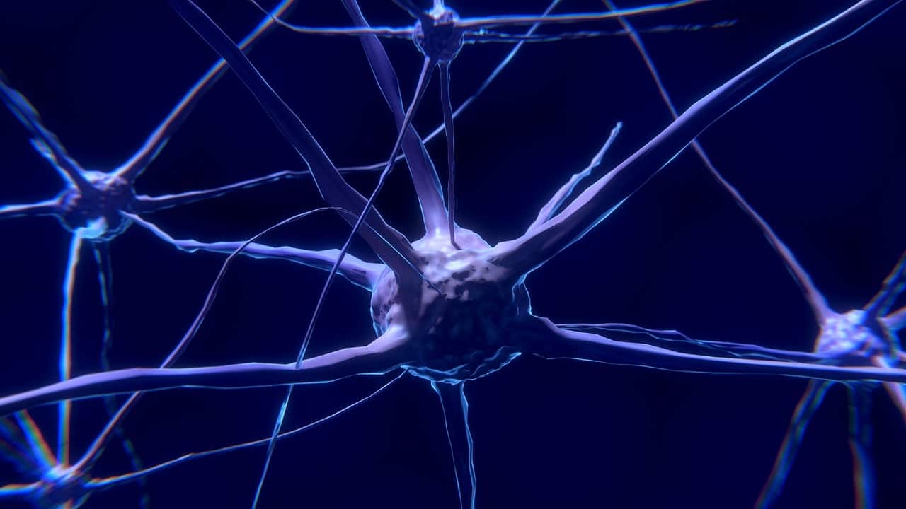 Nerve cells 2213009